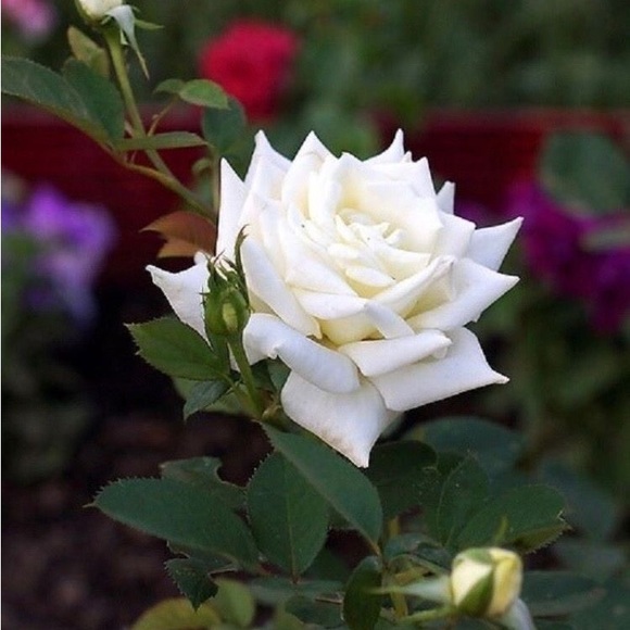 CLASSY IS BEAUTIFUL 💫 - Picture 4 of 8